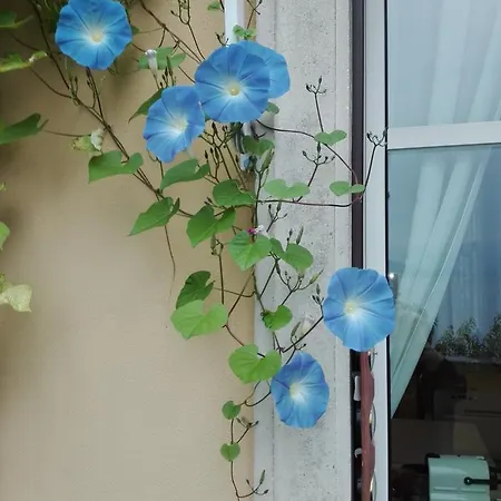 Casa Laura Appartamento *